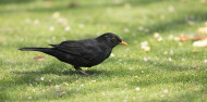 006737-blackbird-paul-newton.jpg