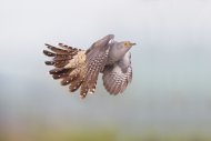 cuckoo_in_flight_resize.jpg