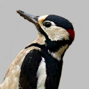 www.woodpecker-network.org.uk