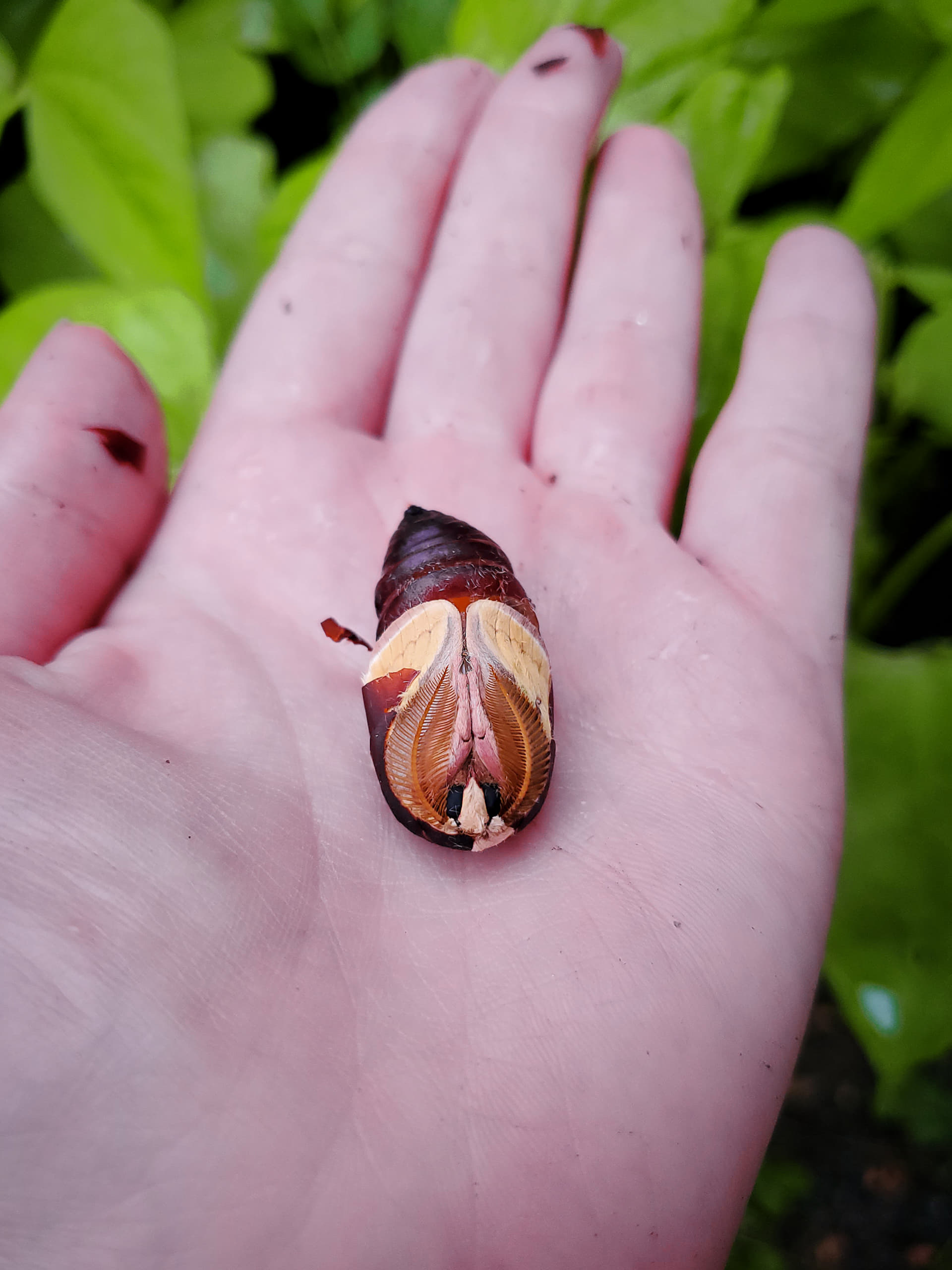 luna_moth.jpg