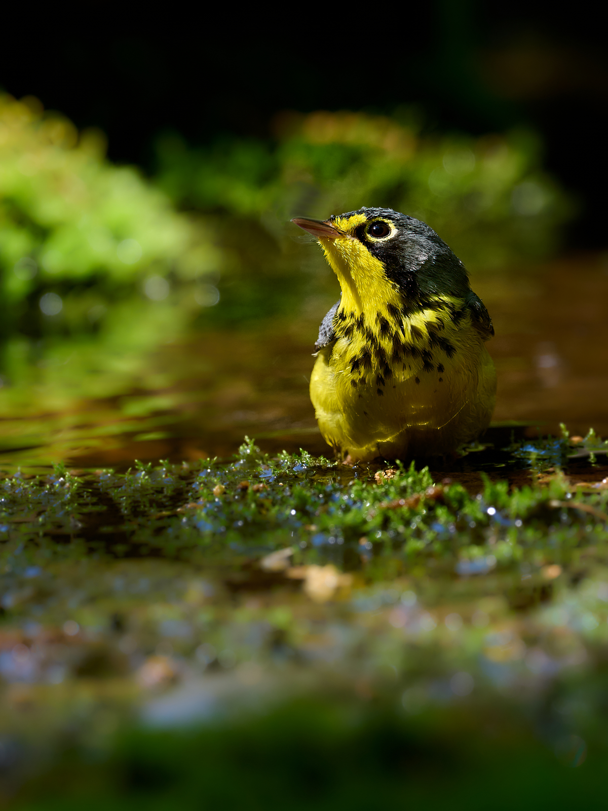 Canada%2BWarbler%2B2.jpg