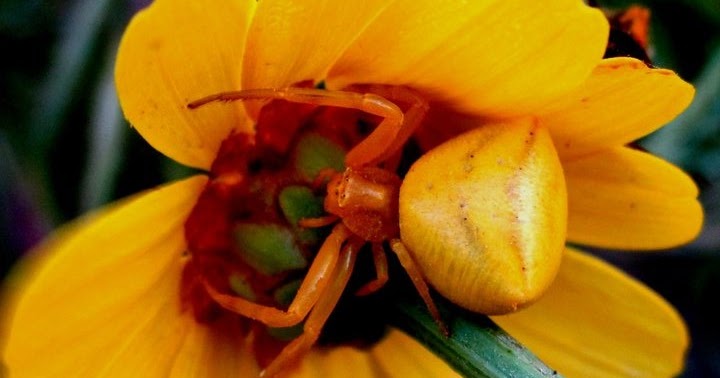 biodiversitycyprus.blogspot.com