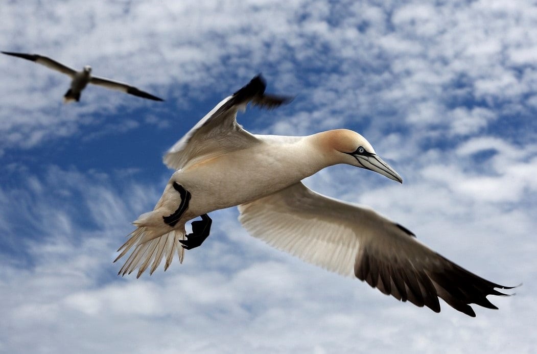 birdwatchireland.ie