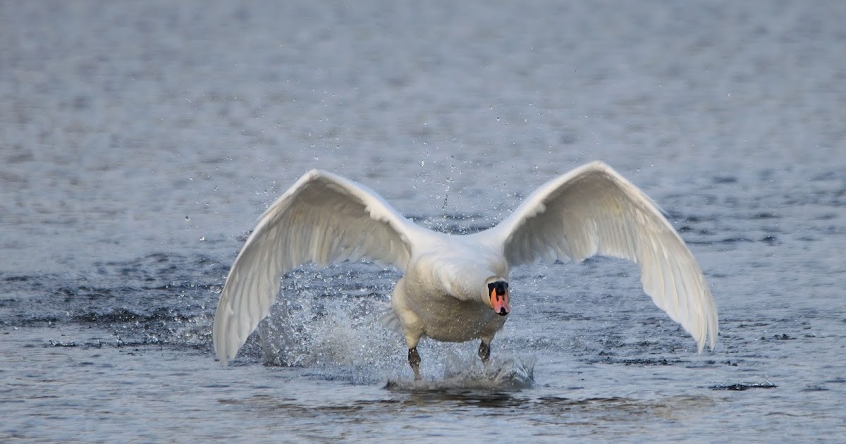 blackcountrybirder.blogspot.com