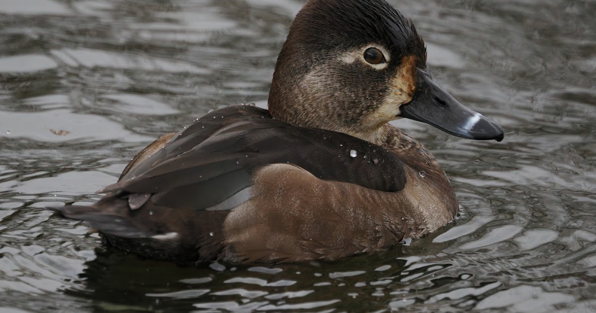 stonefactionbirding2014.blogspot.com