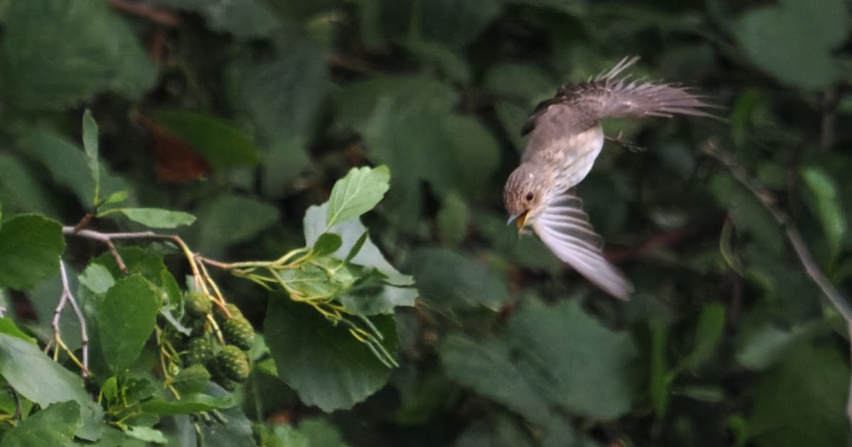 stonefactionbirding2014.blogspot.com