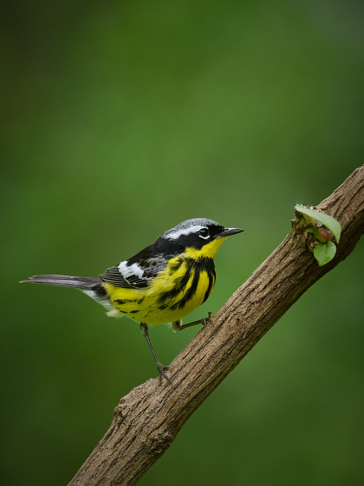 Magnolia%20Warbler%201.jpg