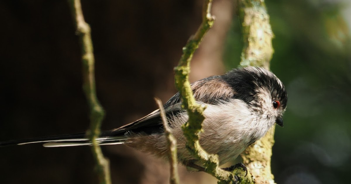 stonefactionbirding2014.blogspot.com