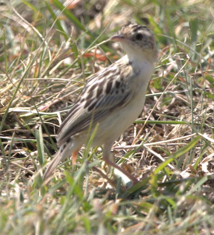 cisticola sp. - Johannes Hogrefe