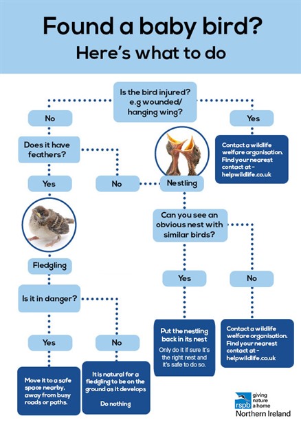 2476.8535.0474.7652.7080.5658.5657.baby-bird-infographic_5F00_blacktext-final.jpg