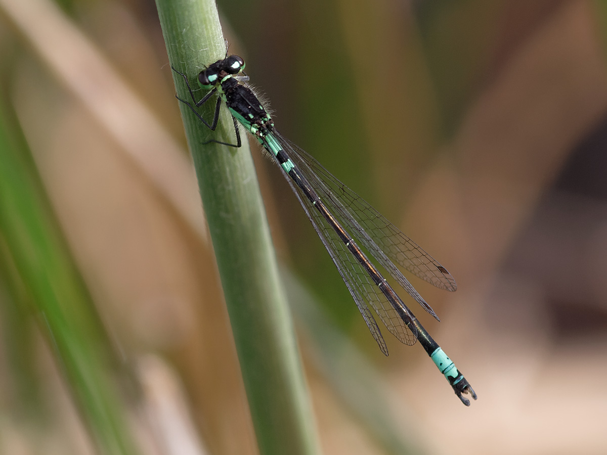 dragonflies.online