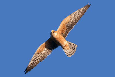 Photo-of-Red-footed-Falcon-in-flight.png