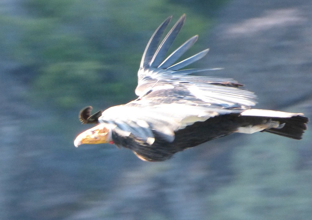 California-Condor.jpg