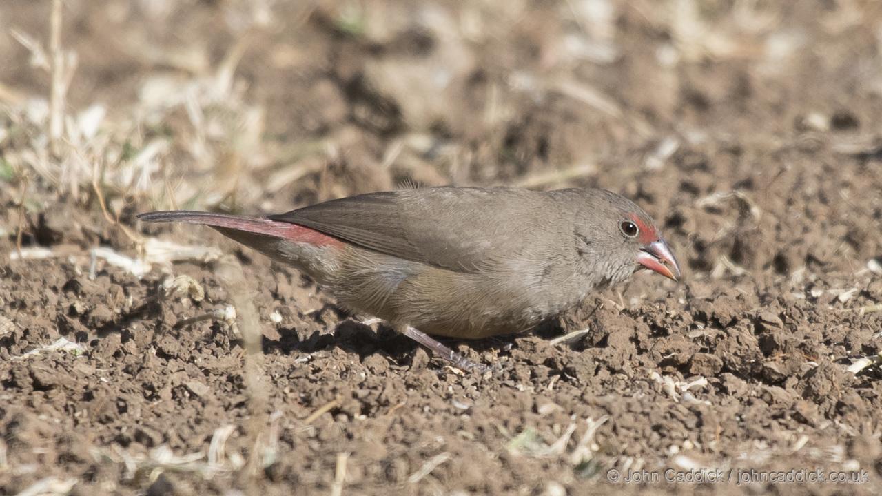 012718_Red_billed_Firefinch_f2.jpg