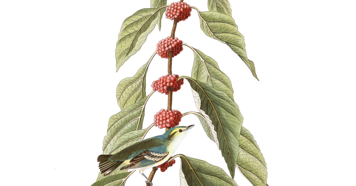 www.audubon.org