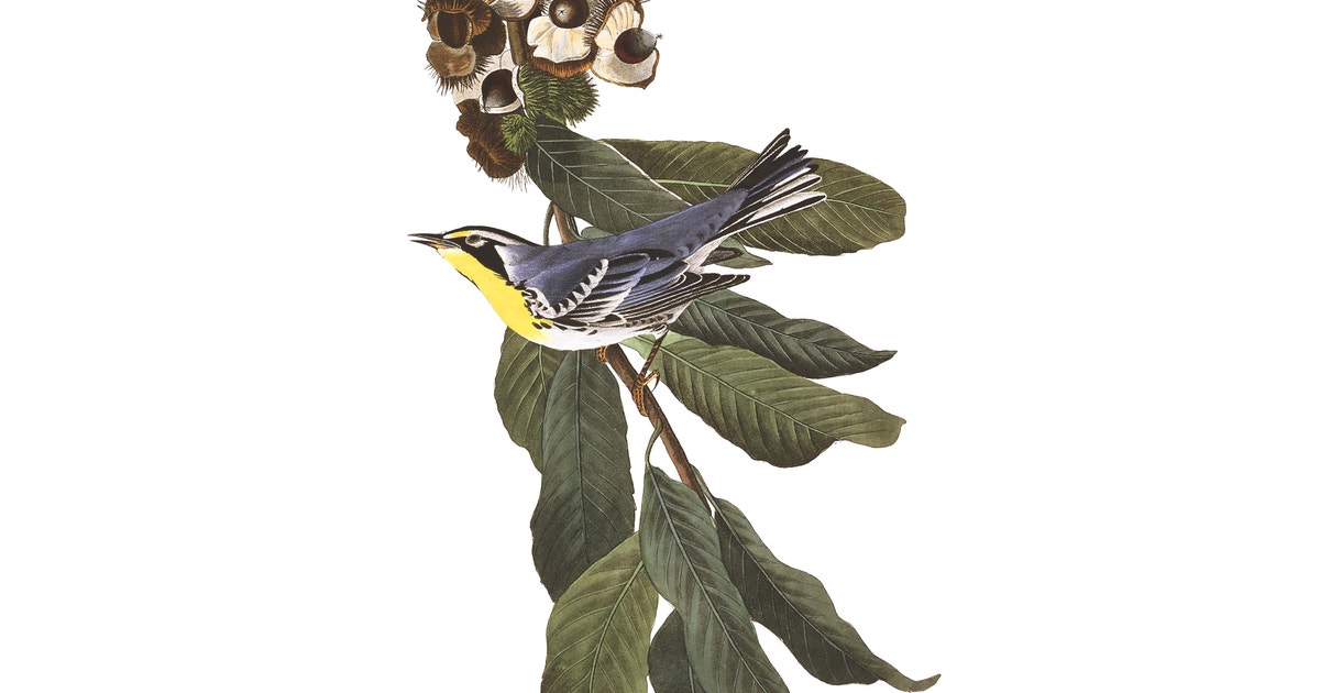 www.audubon.org