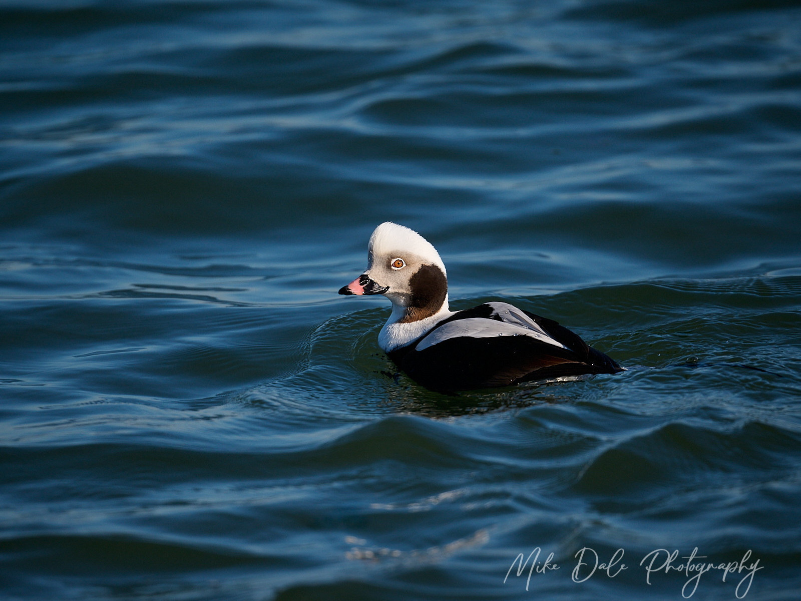 Long-tailed-Duck-12.jpg