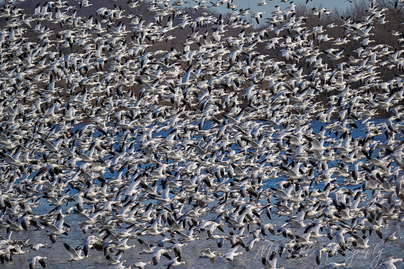 Snow-Geese-2.jpg