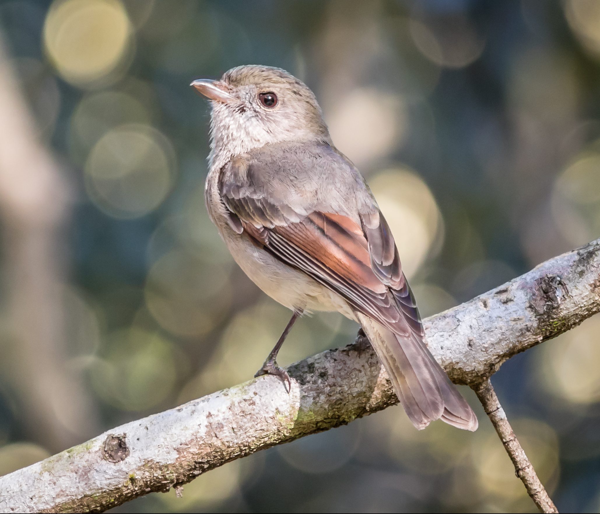 ebird.org