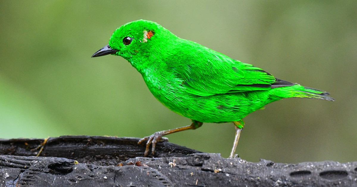 The-Glistening-Green-Tanager-Is-So-Bright-It-Looks-Like-It-Could-Glow-In-The-Dark.png