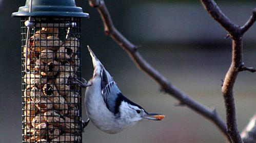 www.allaboutbirds.org