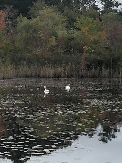 www.atlanticaudubonsociety.com