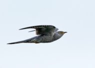 005848-cuckoo-brown.jpg