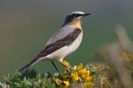 006517-wheatear-froome.jpg