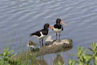 008609-oystercatcher-proudlock.jpg