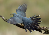 008846-cuckoo-lee.jpg