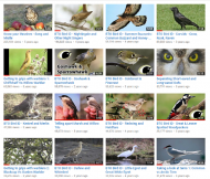 bird_id_videos.png