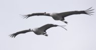 common_crane_20.jpg