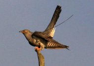 cuckoo-161322-hardley-flood-norman-wyatt.jpg