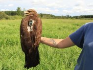 greater-spotted-eagle-alexander-pekach.jpg