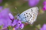 silver_studded_blue_006e_john_harding_a.jpg