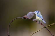 blue-tit-bto-2019-b10-edmund-fellowes-1570_2_original.jpg