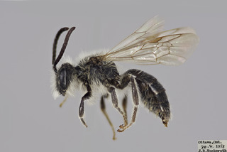 Andrena_w-scripta_MALE_CFP_comp,I_YORKU263.jpg