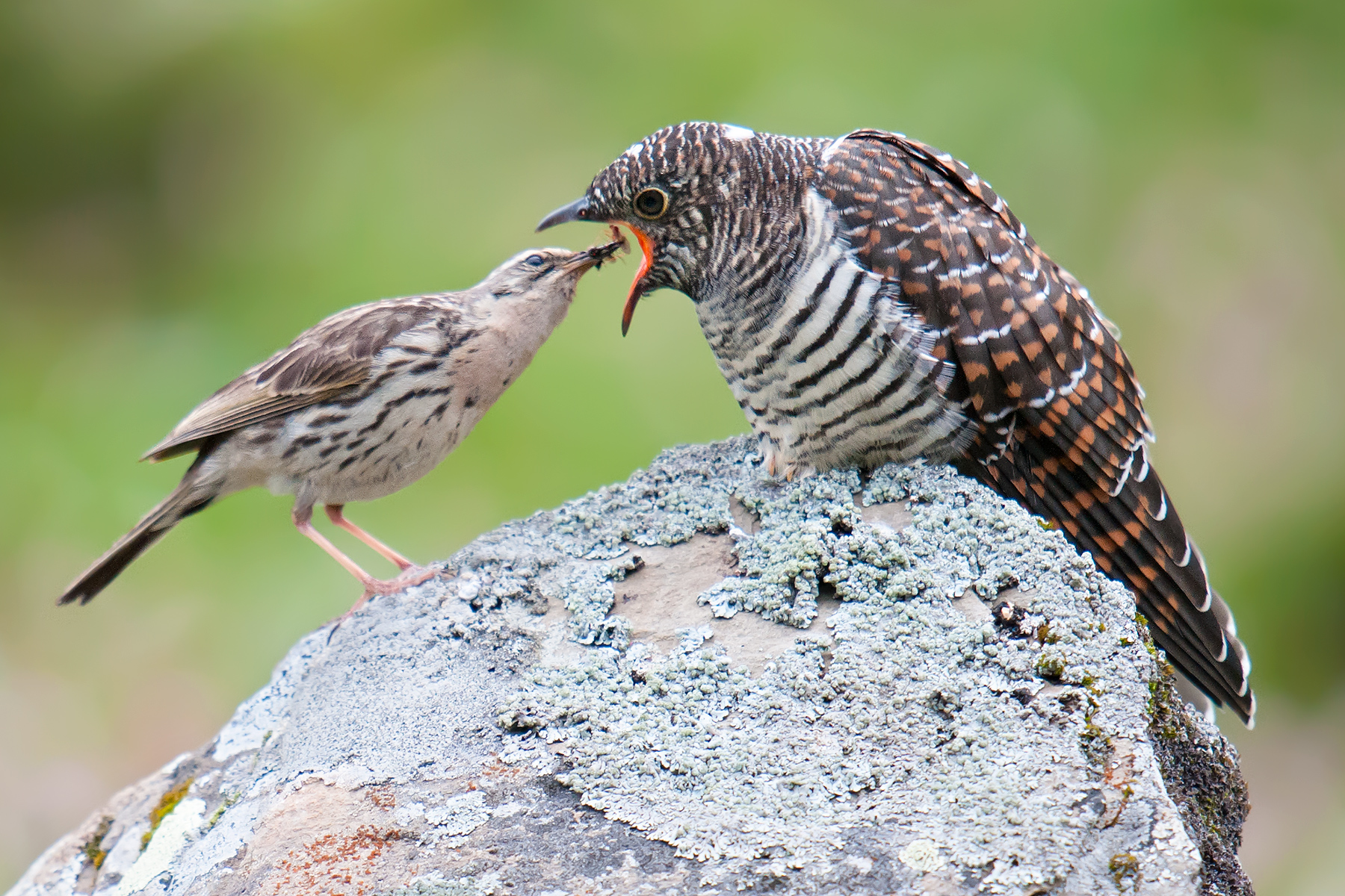 www.shanghaibirding.com