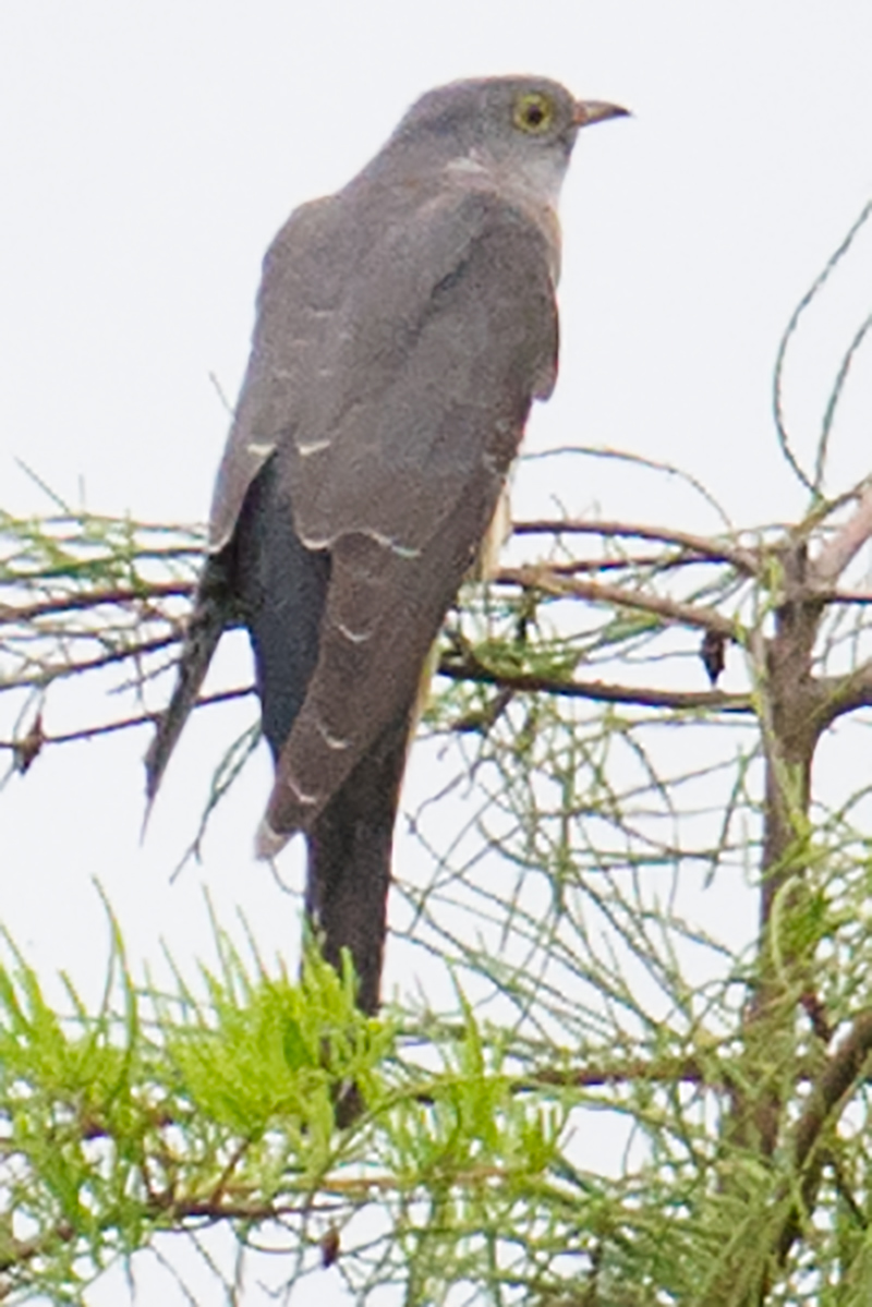 www.shanghaibirding.com