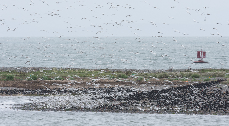 DSC 5824 Sandwich Terns & Oystercatchers-4.jpg