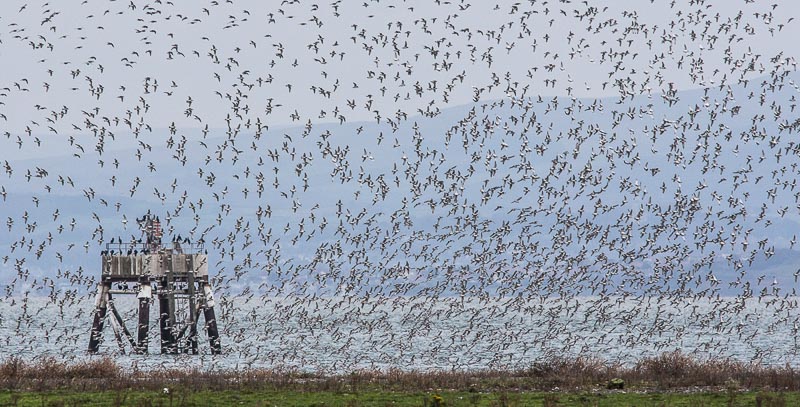 DSC 0449 Red Knot-2.jpg