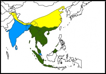 Map-Ashy Drongo.jpg