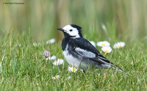 Pied Wagtail 2803.jpg