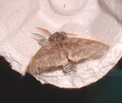 moth2-small.jpg