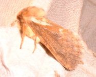 moth4.jpg