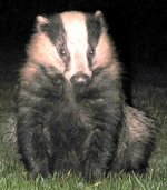 badger patio.jpg