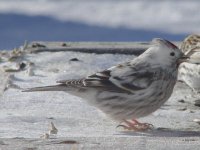 Partial Albino Redpoll2,Feb15'04.jpg