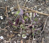 Mystery Plant,Type6,May'04.jpg