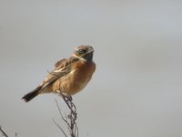 Male-Stonechat.jpg