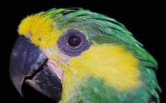 yellow-eared_parrot.jpg